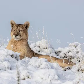 Cougar in snow.