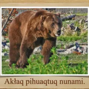 brown bear