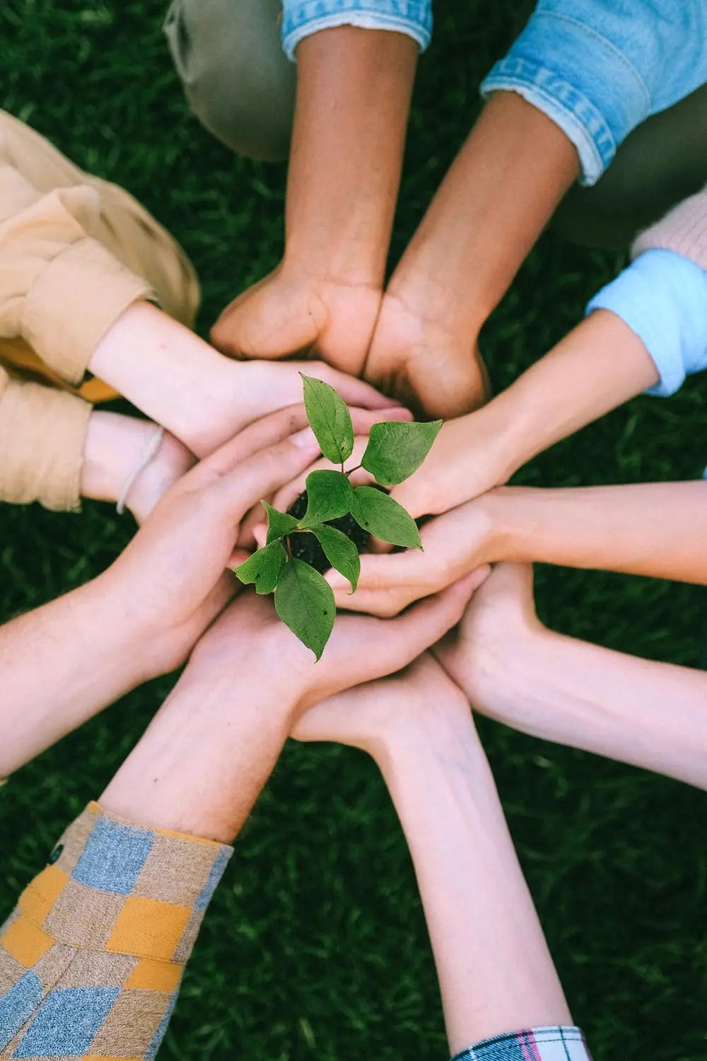 Holding a plant